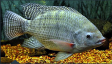 Tilapia Reproductor 